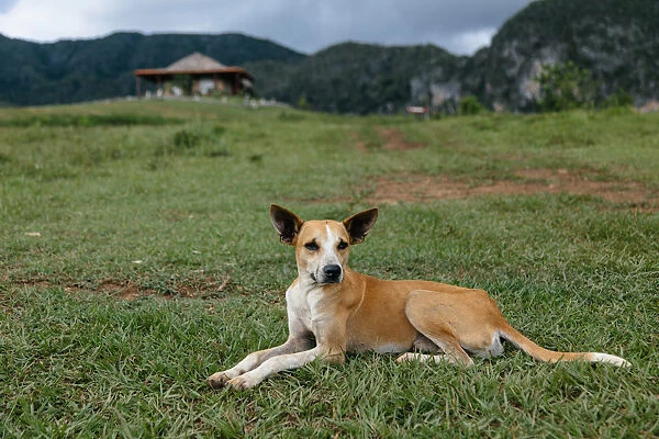Dog in Vinales, Cuba