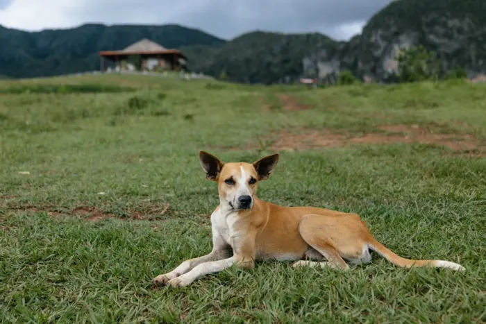 Framed Print : Dog in Vinales, Cuba Framed Print : Dog in Vinales, Cuba
