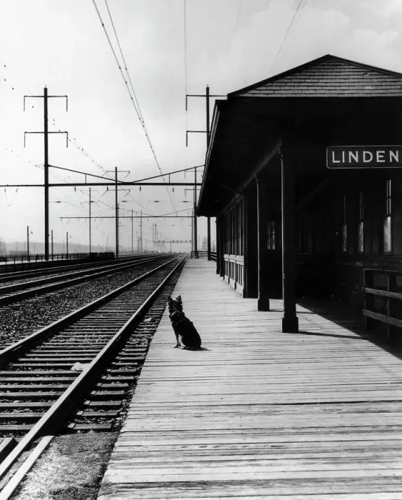 Framed Print : Dog Waiting at Empty Railroad Platform Framed Print : Dog Waiting at Empty Railroad Platform