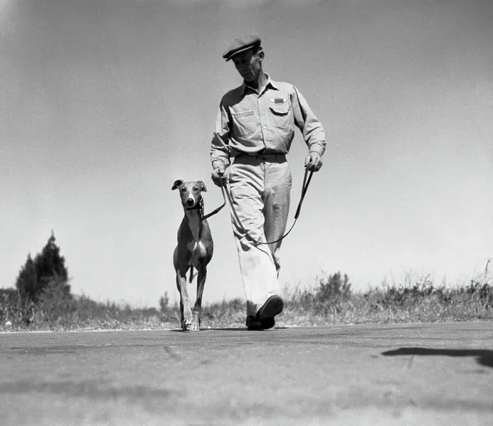 Framed Print : Dog Walks On Racing Day Framed Print : Dog Walks On Racing Day