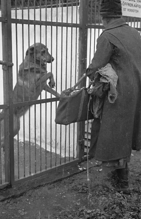Framed Print : Dog Watch. 21st February 1948: A visitor to the Vienna Society for the Framed Print : Dog Watch. 21st February 1948: A visitor to the Vienna Society for the