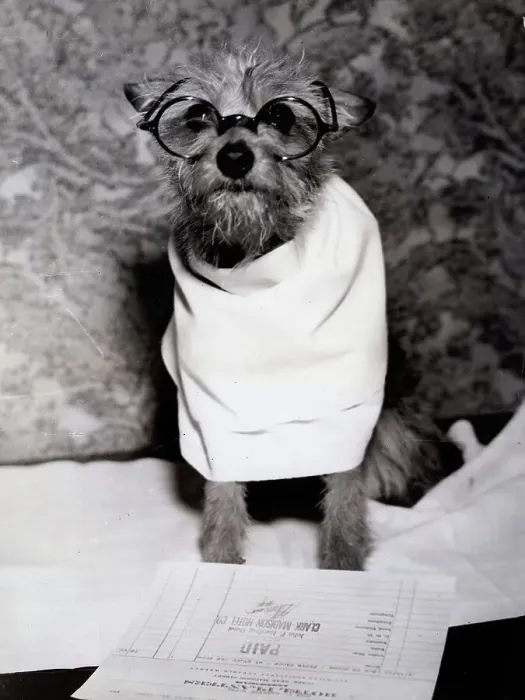 Framed Print : Dog Wearing Glasses Framed Print : Dog Wearing Glasses