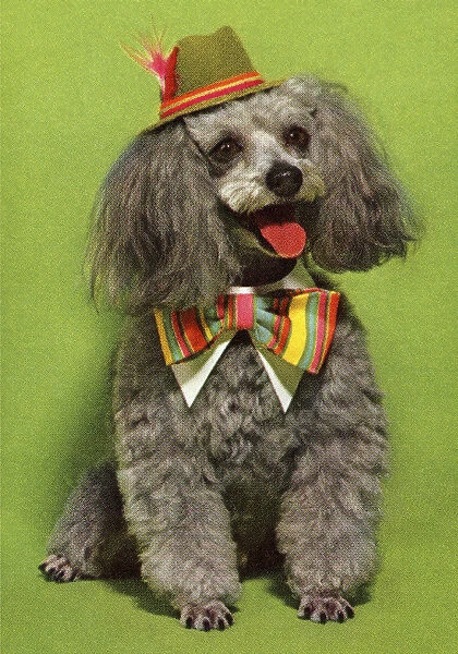 Dog Wearing Hat and Bowtie