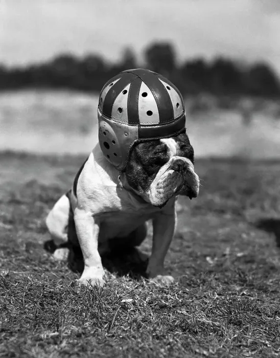 Framed Print : Dog Wearing Helmet on Football Field Framed Print : Dog Wearing Helmet on Football Field