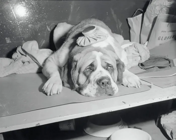 Framed Print : Dog Wearing an Ice Pack Framed Print : Dog Wearing an Ice Pack