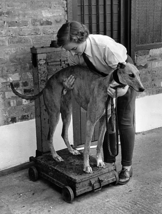 Framed Print : Dog Weighing Framed Print : Dog Weighing