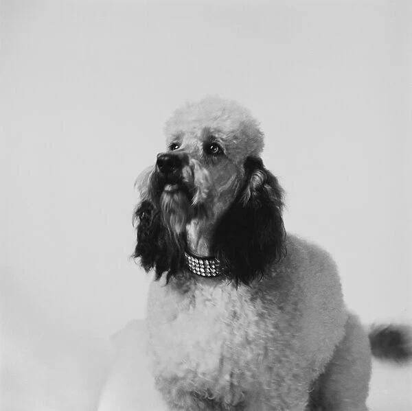 Dog against white background, close-up