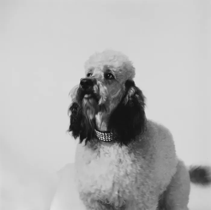 Framed Print : Dog against white background, close-up Framed Print : Dog against white background, close-up