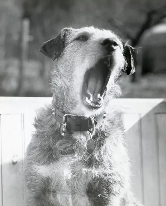 Framed Print : Dog Yawning Framed Print : Dog Yawning