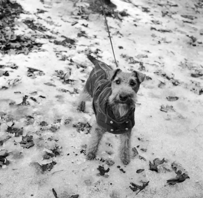 Framed Print : Doggy Jacket Framed Print : Doggy Jacket