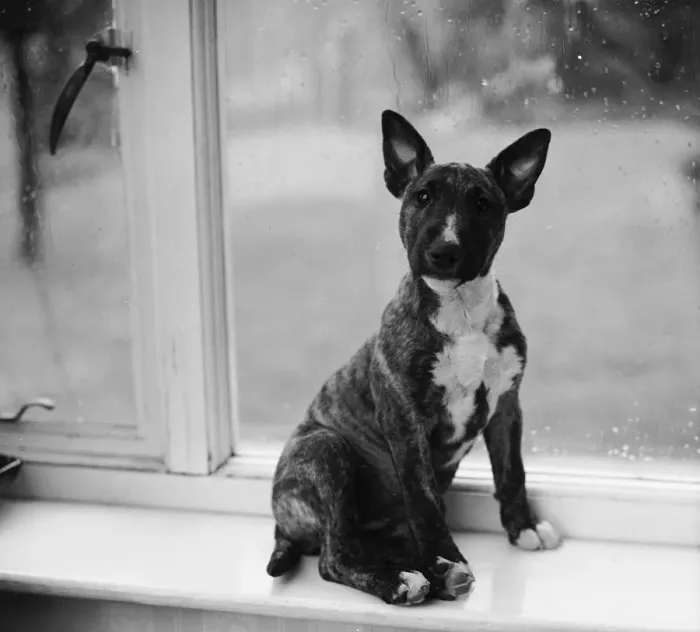 Framed Print : Doggy In The Window Framed Print : Doggy In The Window