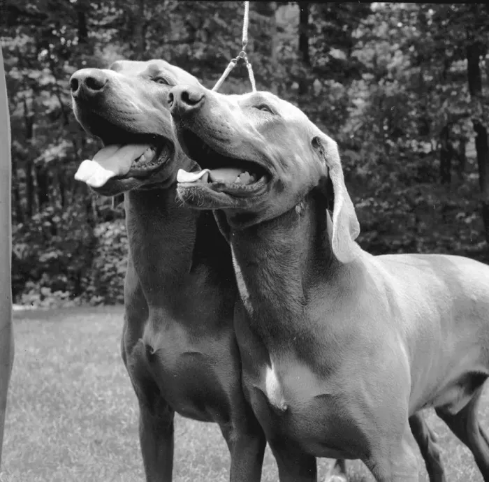 Framed Print : Two Dogs. A pair of dogs on a lead Framed Print : Two Dogs. A pair of dogs on a lead