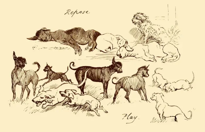 Framed Print : Dogs - active and relaxed Framed Print : Dogs - active and relaxed