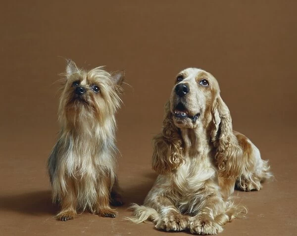 Dogs against brown background