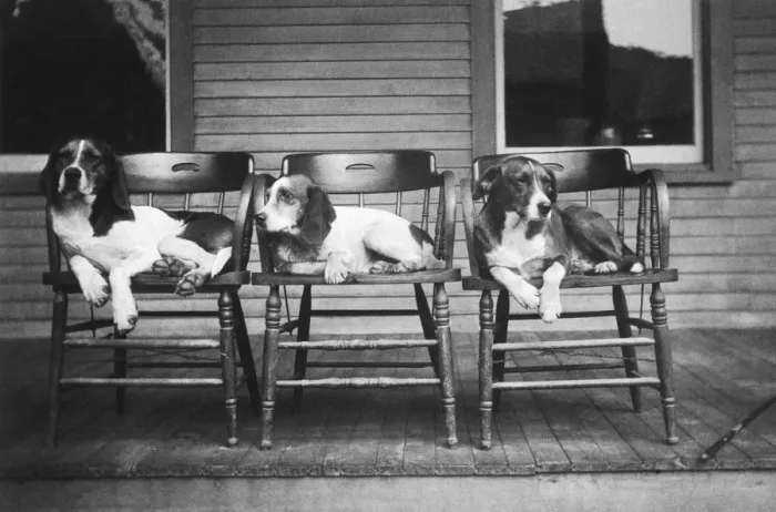 Framed Print : Dogs in Chairs