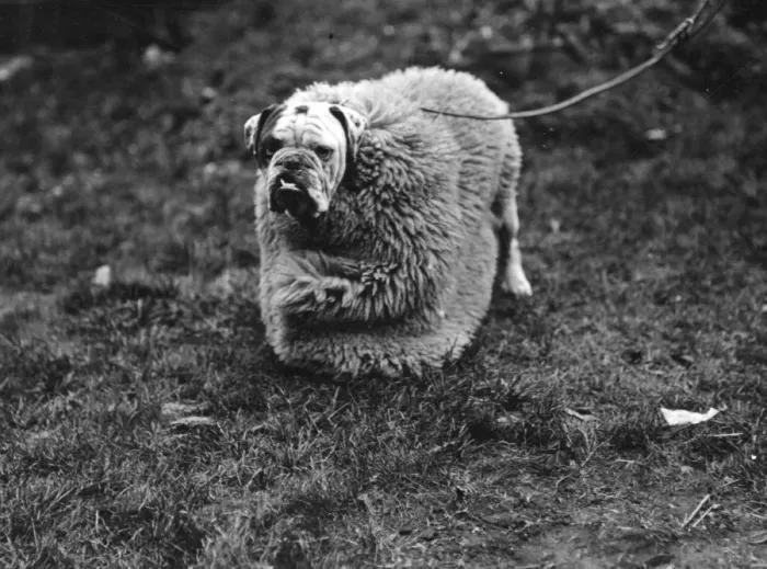 Framed Print : Dogs Clothing