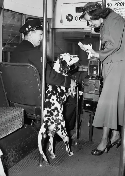 Framed Print : Dogs Fare. Janet Penny (right) talks to driver Ross Craig Framed Print : Dogs Fare. Janet Penny (right) talks to driver Ross Craig
