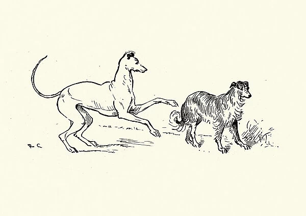 Two dogs, Greyhound and collie