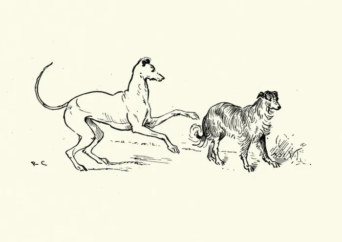 Framed Print : Two dogs, Greyhound and collie Framed Print : Two dogs, Greyhound and collie