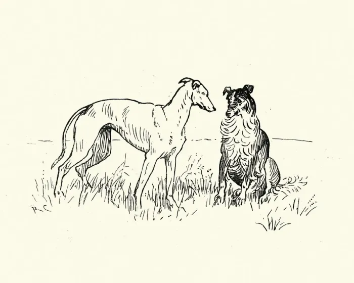 Framed Print : Two dogs, Greyhound and collie Framed Print : Two dogs, Greyhound and collie