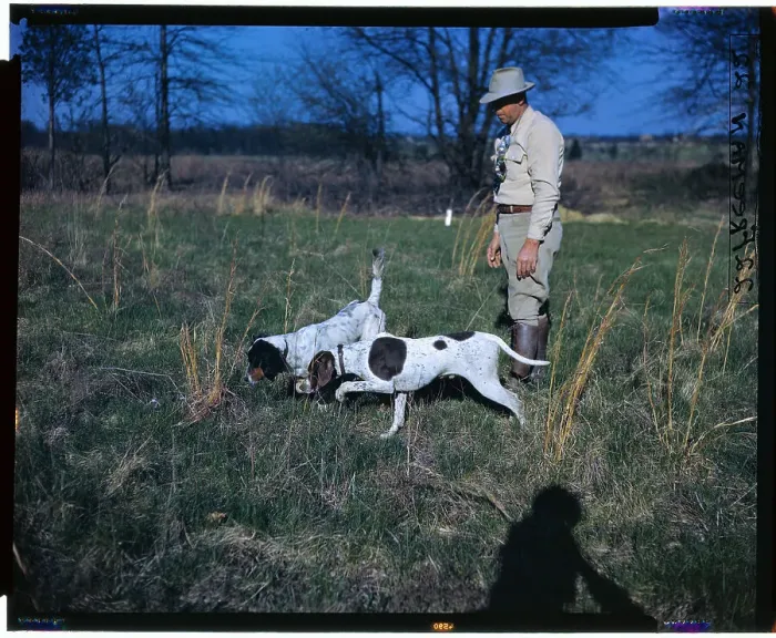 Framed Print : Dogs Hunting for Quail Framed Print : Dogs Hunting for Quail