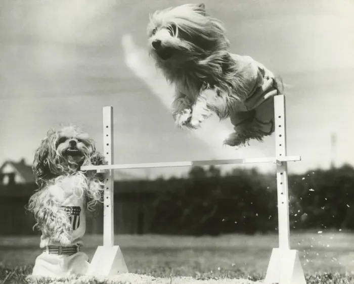 Framed Print : Dogs jumping over miniature high jump bar Framed Print : Dogs jumping over miniature high jump bar