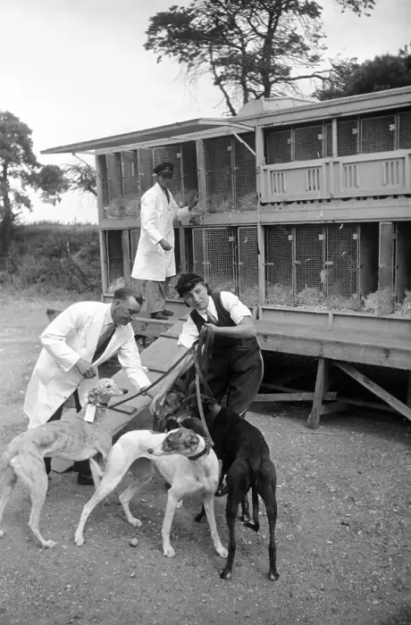 Framed Print : Dogs And Kennels Framed Print : Dogs And Kennels