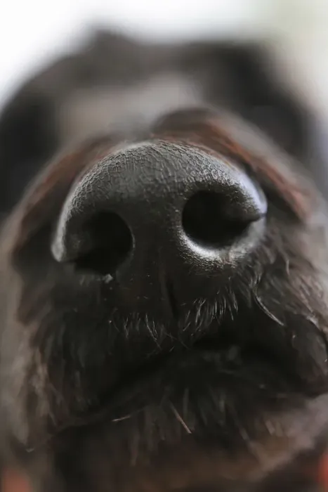 Framed Print : Dogs nose, King Poodle