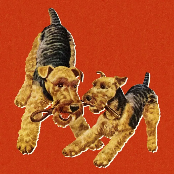 Framed Print : Two Dogs Playing with a Leash