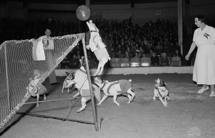Framed Print : Dogs Playing Soccer Framed Print : Dogs Playing Soccer