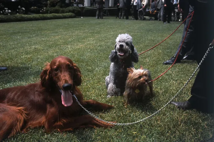 Framed Print : Dogs of President Nixon Framed Print : Dogs of President Nixon