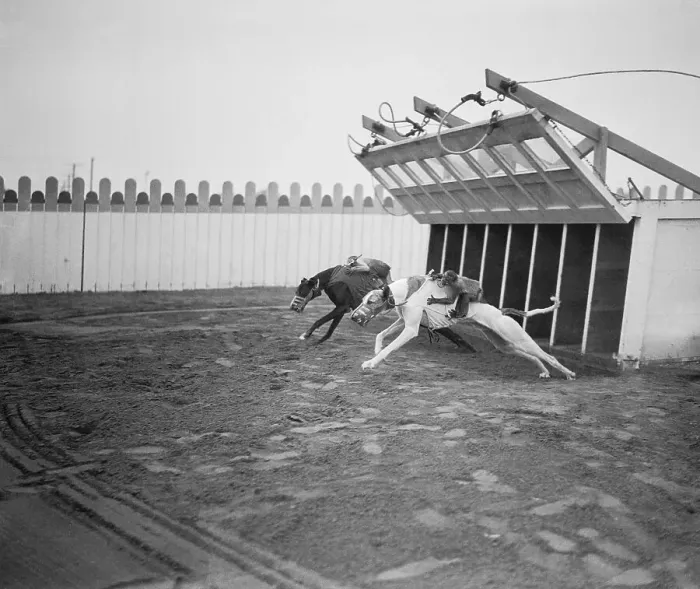 Framed Print : Dogs Racing with Monkeys on Their Backs