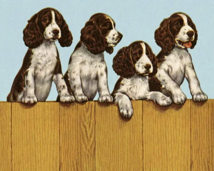 Framed Print : Four Dogs Standing on a Fence