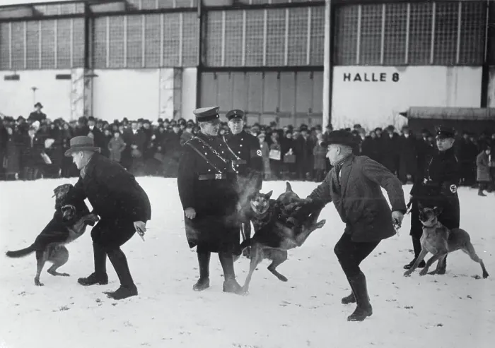 Framed Print : Dogs Being Trained for Capture of Suspects Framed Print : Dogs Being Trained for Capture of Suspects