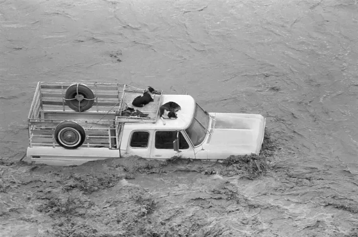 Framed Print : Dogs on Truck in Flood Waters Framed Print : Dogs on Truck in Flood Waters