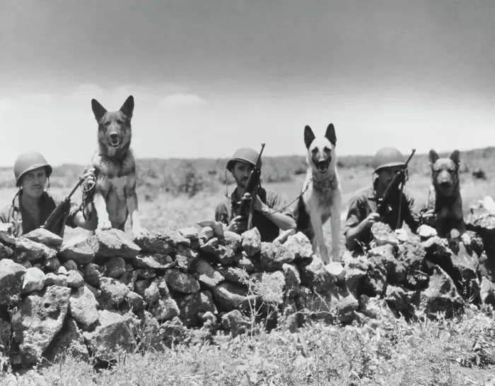 Framed Print : The Dogs Of War Framed Print : The Dogs Of War