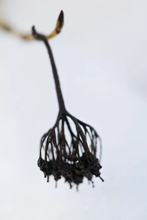 Framed Print : Dogwood Winter Flowerhead in Snow