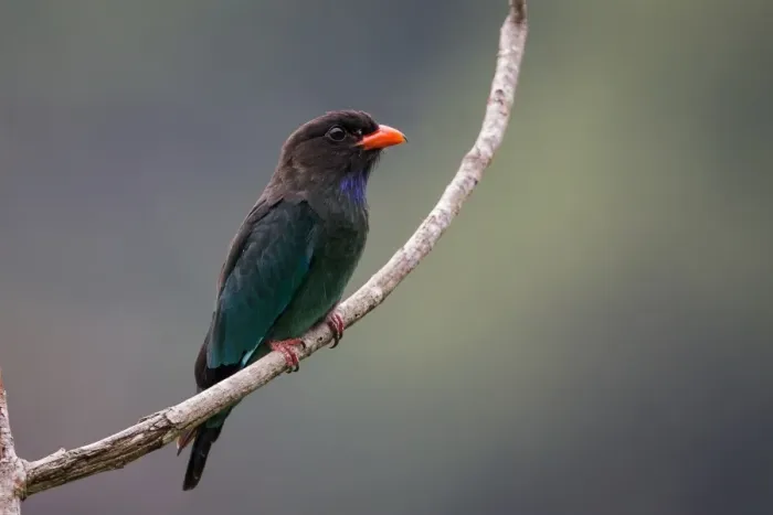 Framed Print : Dollarbird
