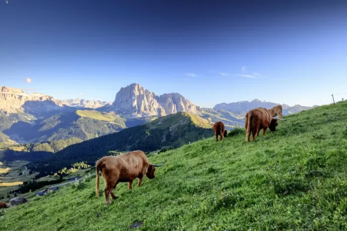 Framed Print : Dolomites Cows Framed Print : Dolomites Cows