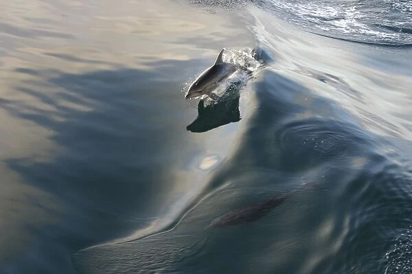 Dolphin (Delphinidae) skimming a wave