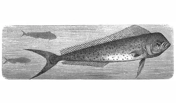 Dolphinfish (Coryphaena hippurus)