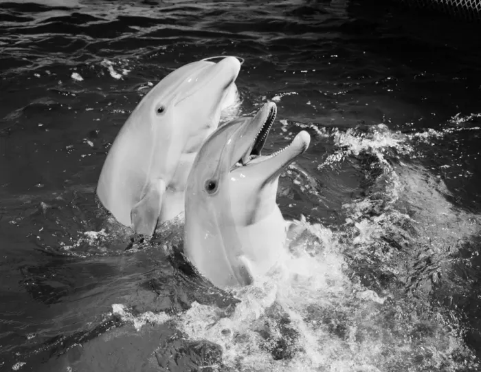 Framed Print : Dolphins jumping out of water