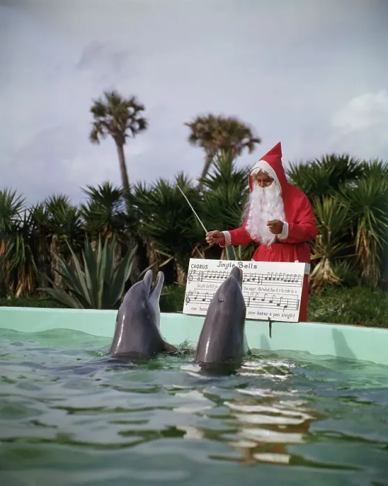 Framed Print : Dolphins Singing For Santa Claus Framed Print : Dolphins Singing For Santa Claus