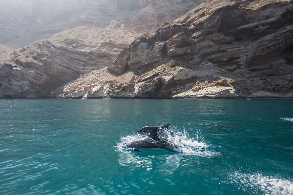 Dolphins in Socotra