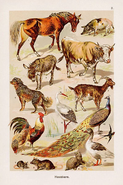 Domestic Animals Chromolithography 1899
