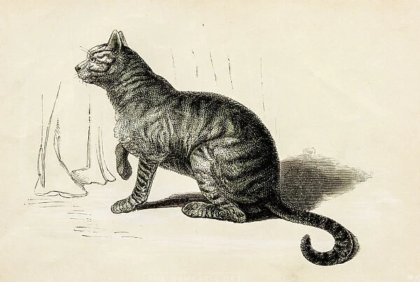 Domestic cat engraving 1851