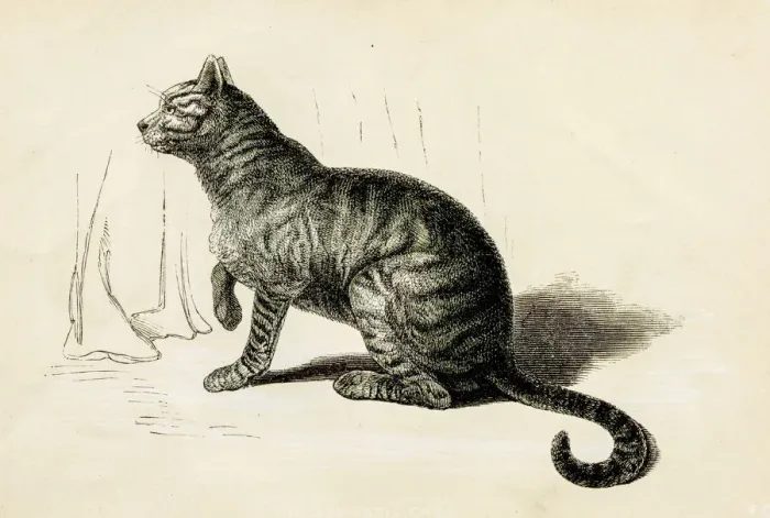 Framed Print : Domestic cat engraving 1851 Framed Print : Domestic cat engraving 1851