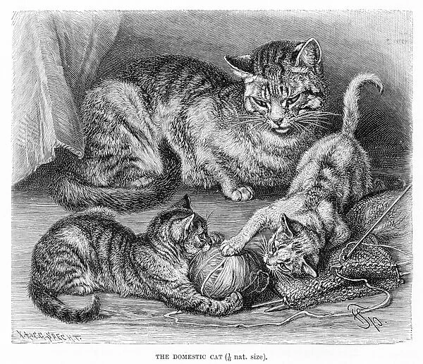 Domestic cat engraving 1894