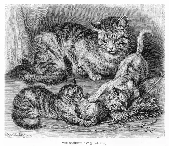Framed Print : Domestic cat engraving 1894