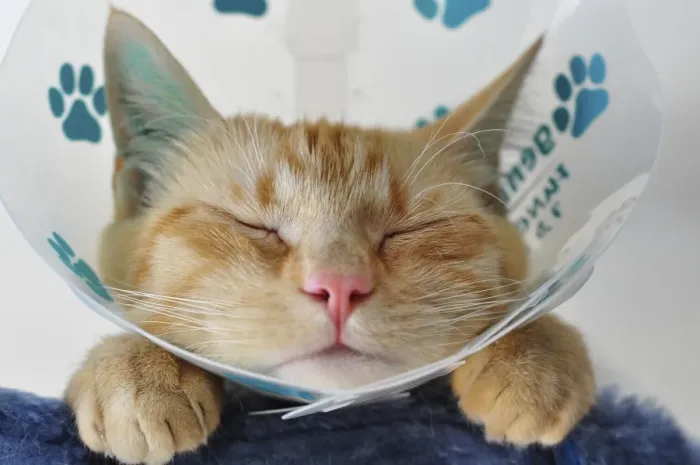 Framed Print : Domestic cat with a neck brace after a visit to the vets Framed Print : Domestic cat with a neck brace after a visit to the vets